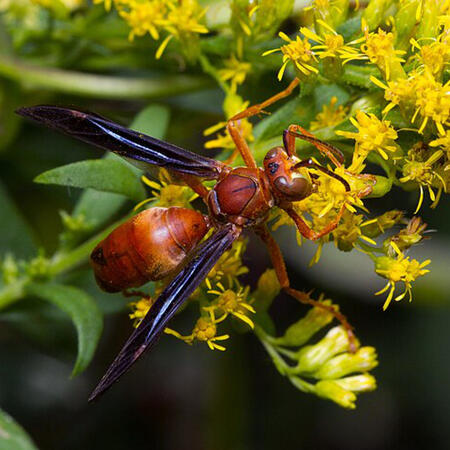 A red paper wasp resting on yellow flowers.
